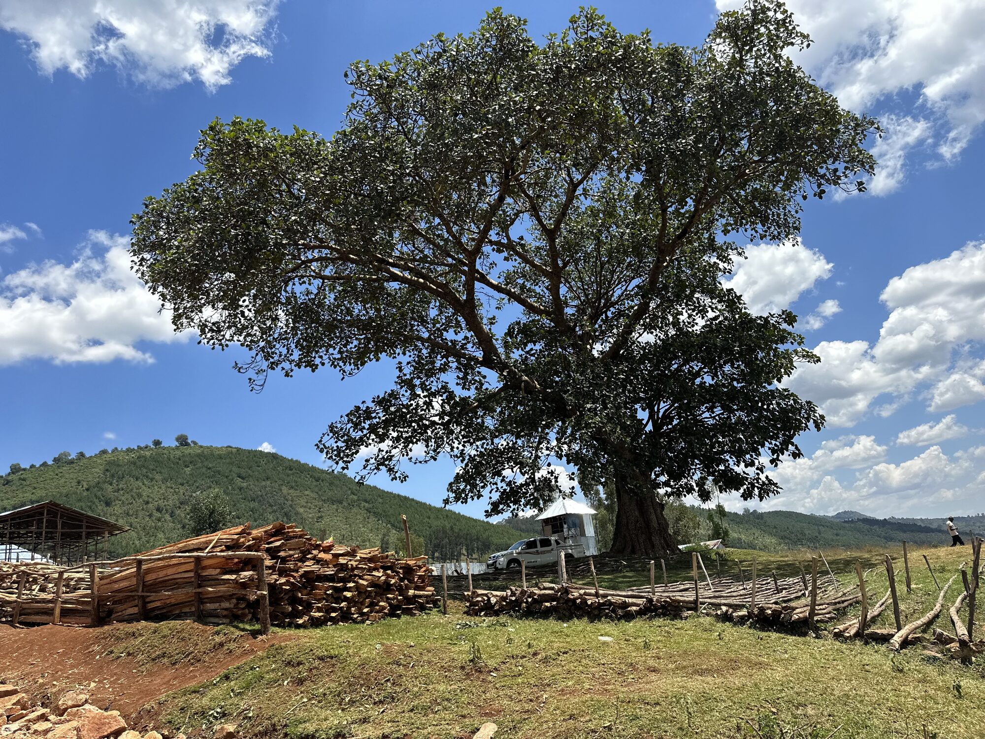 A large tree beneath a blue sky in Ginjo, near Jimma, Ethiopia.