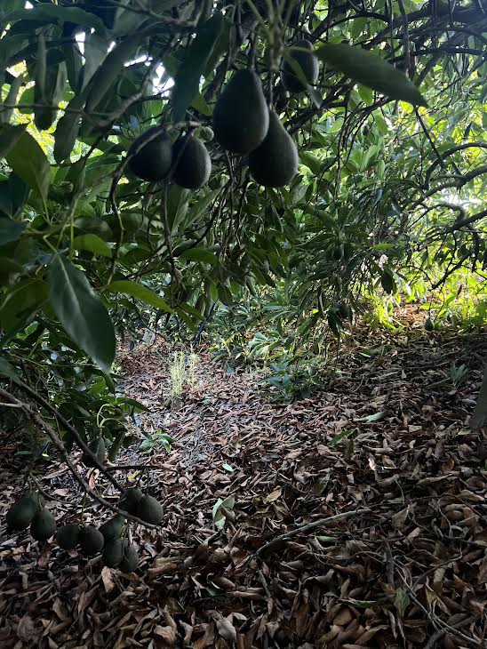 A cluster of avocados hang from Amo’s trees at his farm in Southern California. Photo: Hanna Barakat, 2024.